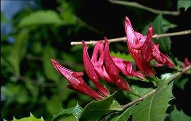 (Berberidaceae) - Chile