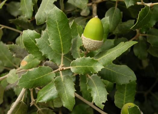 ilex (Fagaceae) -