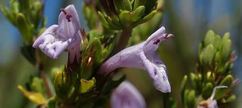 (Lamiaceae) - Chile