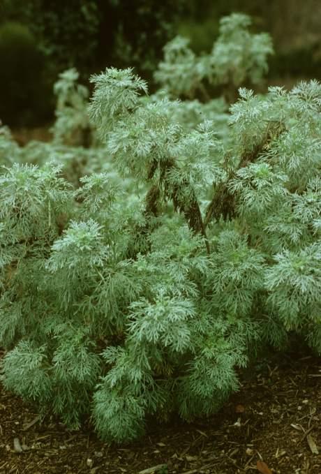 fruticosa (Lamiaceae)