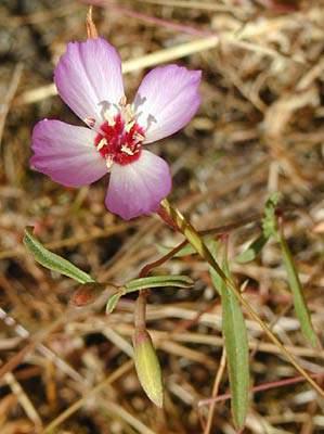 Layia - tidy tips Asteraceae Eschscholziapoppy