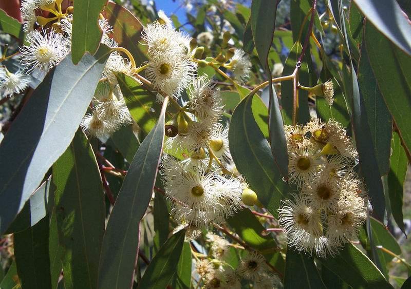 Mediterranean Biome Weeds Eucalytpus melliodora native to Australia - one of a 100