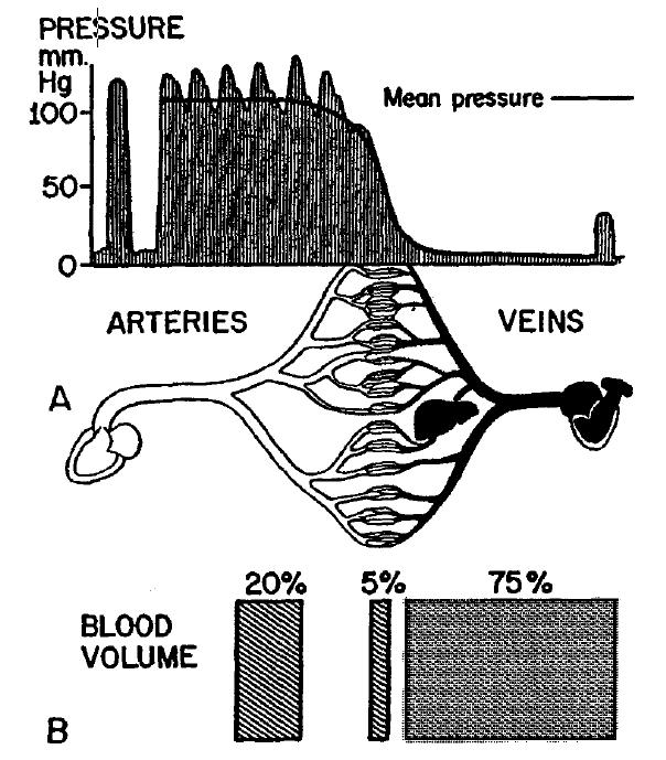 Blood Pressure and Volume Distribution of the Systemic Circulation Blood is