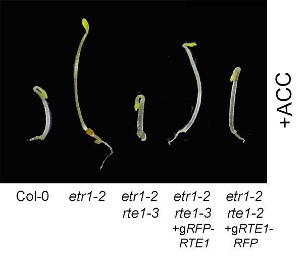 A B Figure 5-6. RFP-RTE1 is a biologically functional protein that probably localizes to the endoplasmic reticulum.
