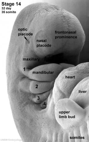 Craniofacial Development Humans develop 6 pharyngeal or branchial arches (BA) Form from