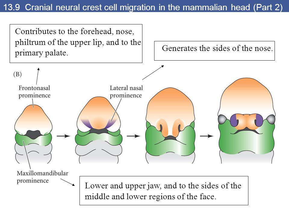 Craniofacial Development Facial development