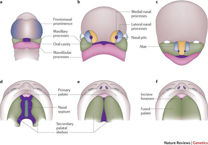Craniofacial Development Palate and nasal cavities https://embryology.med.unsw.edu.