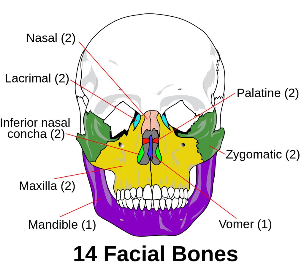 Pharyngeal/Branchial Arch Derivatives Skeletal derivatives Frontonasal process: frontal bone, nasal bones and septum, lacrimal bones, nasal labyrinths BA1 Maxillary process: maxilla, palatine, vomer,