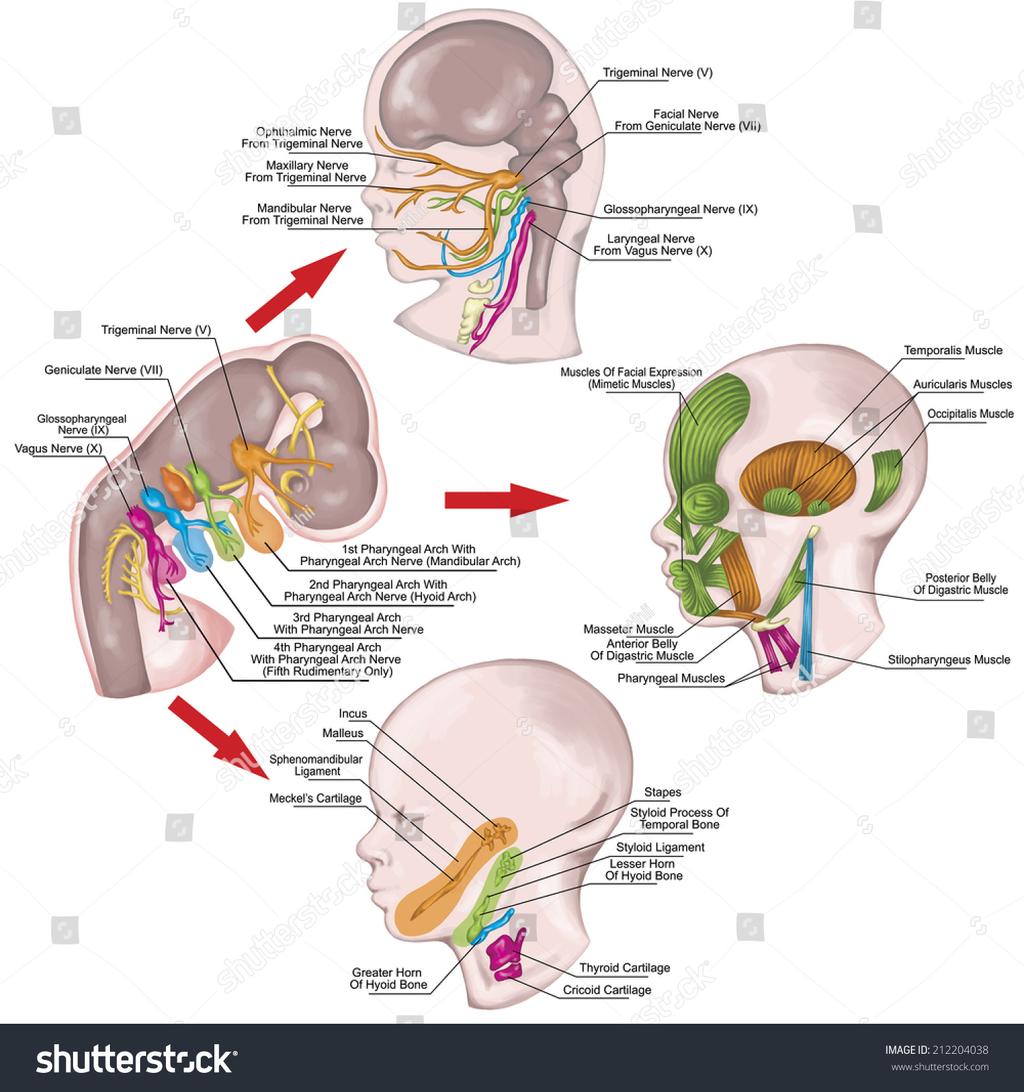 Pharyngeal/Branchial Arch Derivatives Branchial muscles BA1 - muscles of mastication, mylohyoid, tensor tympanic, ant.