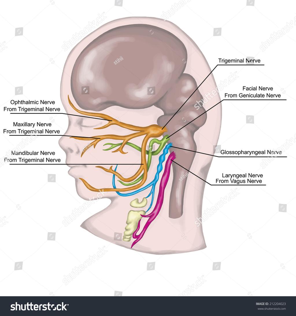 Pharyngeal/Branchial Arch Derivatives Cranial nerves