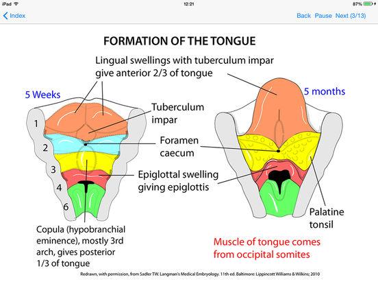 Development of the Tongue Contributions initially from all arches: Arch 1 - oral part of tongue (ant 3/2) (lingual swelling and tuberculum impar) Arch 2 - initial