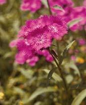Chemicals: Gibberellic Acid Dianthus Bouquet Purple GA Applications (ppm) Increases stem elongation Breaks dormancy Length