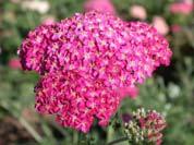 every 3 to 4 weeks starting when plants are established and flower stalks are visible Using GA Achillea Summer Pastels 400