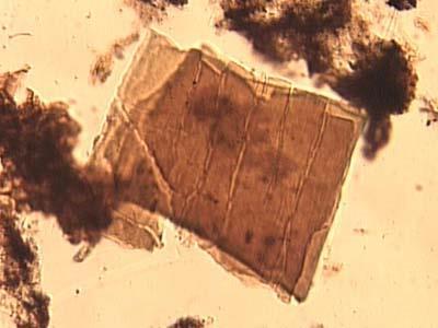 brownish green, and muscovite is colorless. Mica Flake (Image from D. Schnurrenberger's web site.
