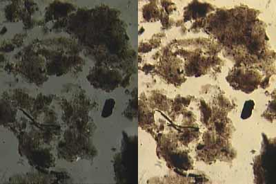 Glauconite seen off the Mendocino Fracture zone, however occurs in large (.1 -.5mm) gray-green pellets, often with reddish brown (limonite) sutures.