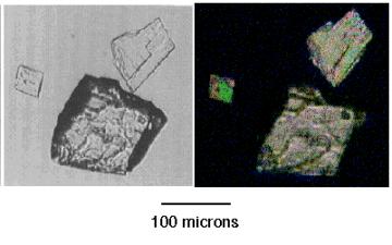 Halite crystals, if they survive the smear-slide preparation, are isotropic and appear as clear squares (cubic) under plane-polarized light and are black under crossed polars.