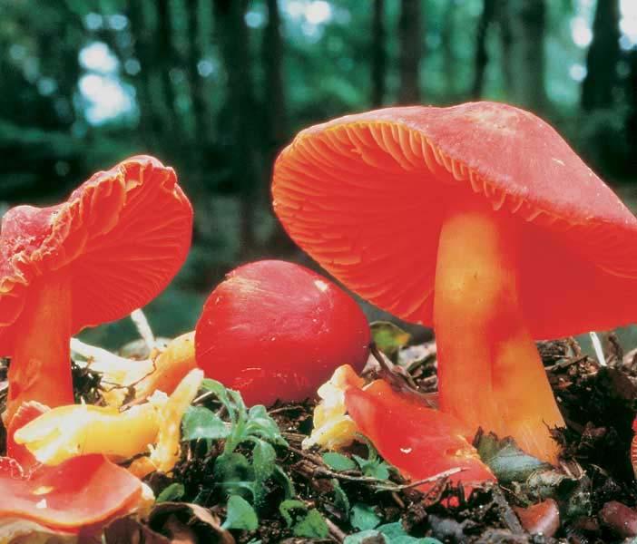 2002 Prentice Hall, Inc The scarlet hood (Hygrocybe coccinea) Fungi are absorptive