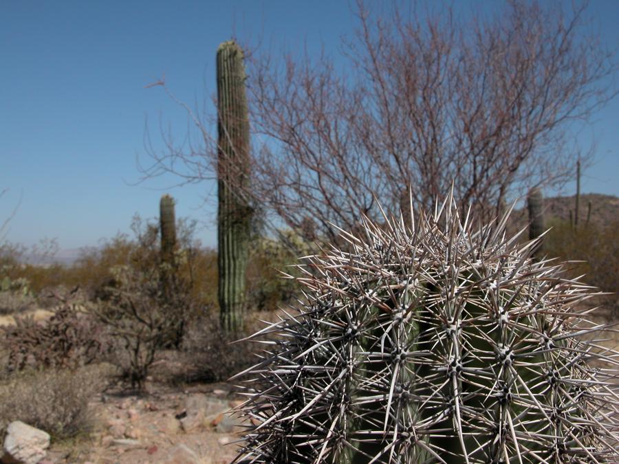 Barrel cactus, Mesquite trees, Creosote bushes and giant