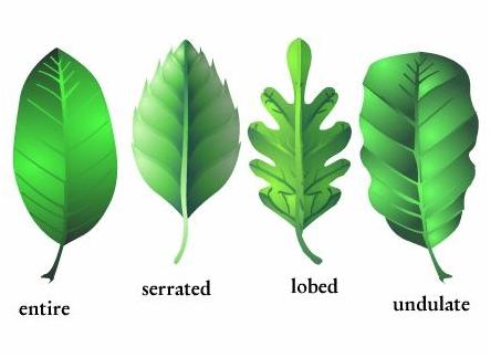 A simple illustration showing leaves with different margins A smooth, entire margin indicates a