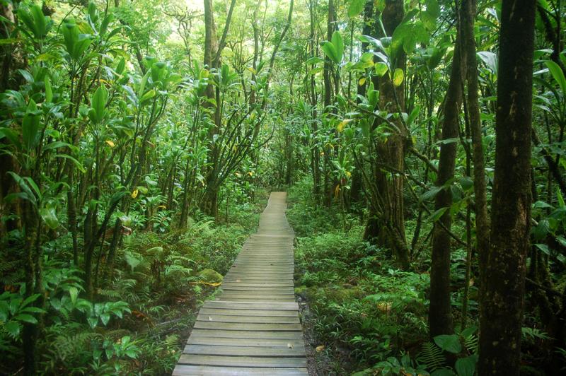 Tropical rain forest Kipahulu,