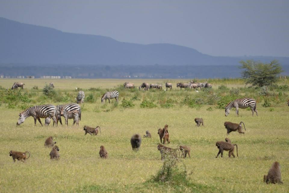 Plants and animals from the African Savannah Tanzania From https://blogs.cornell.