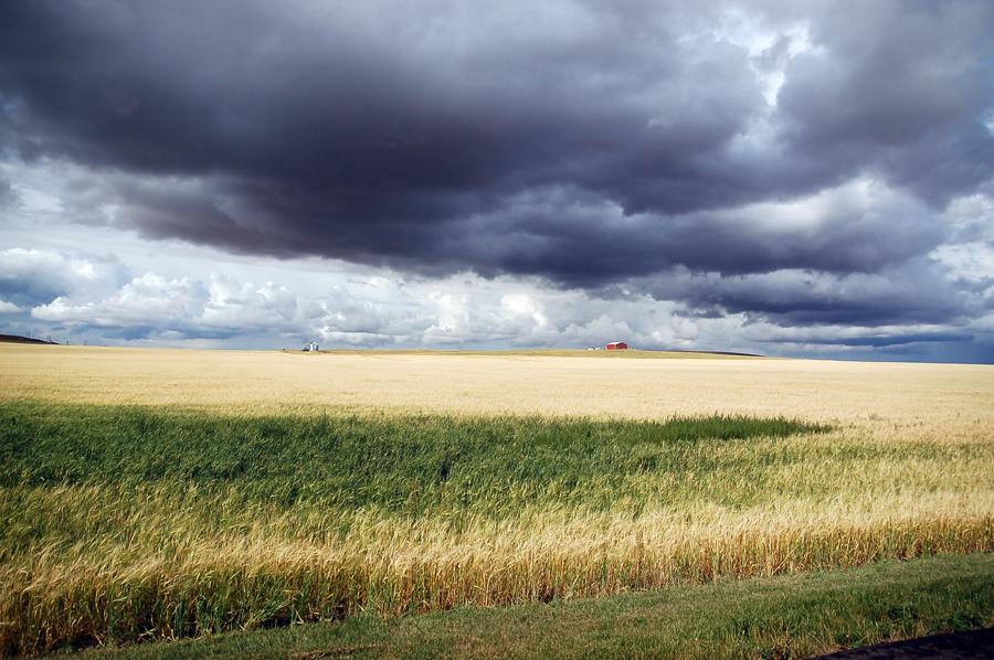 Grasslands: the North American Prairie