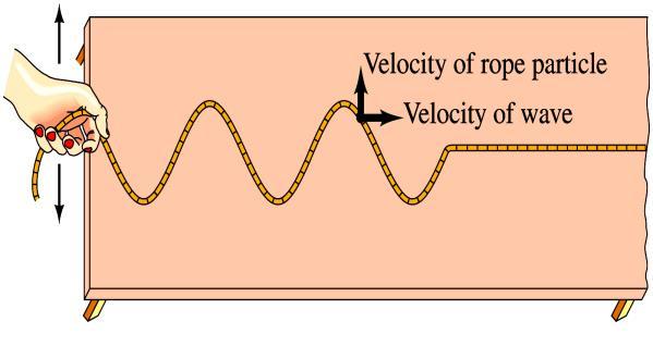 A wave travels along its medium, but the individual particles just move up and down. All types of traveling waves transport energy.