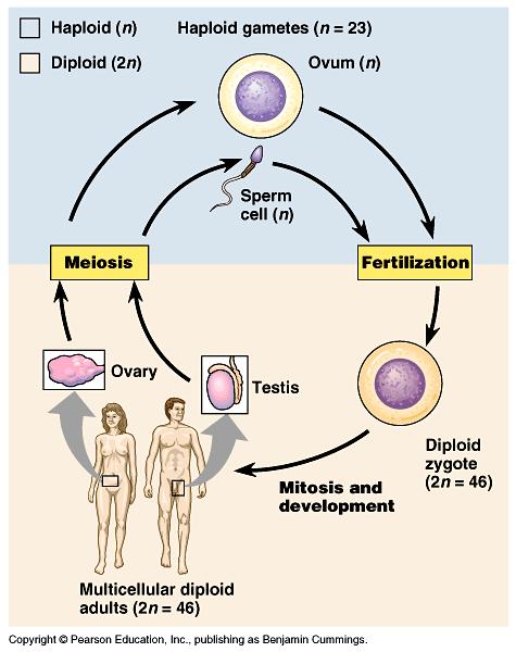 Meiosis: The process of cell division occurring in sexually reproducing organisms that