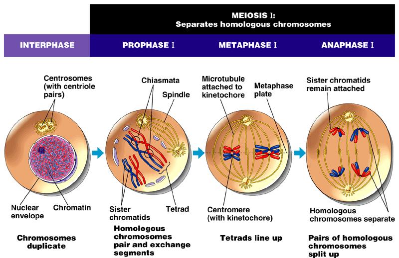 The stages of meiotic