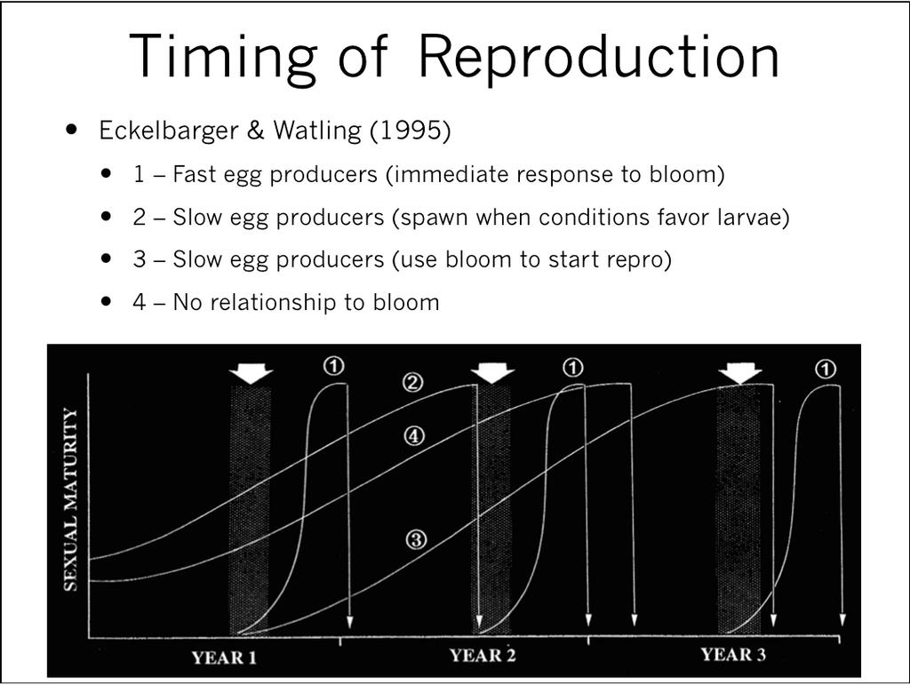 Timing of Reproduction Eckelbarger & Watling (1995) 1 Fast egg producers (immediate response to bloom) 2 Slow egg producers (spawn when conditions favor larvae) 3 Slow egg producers (use bloom to