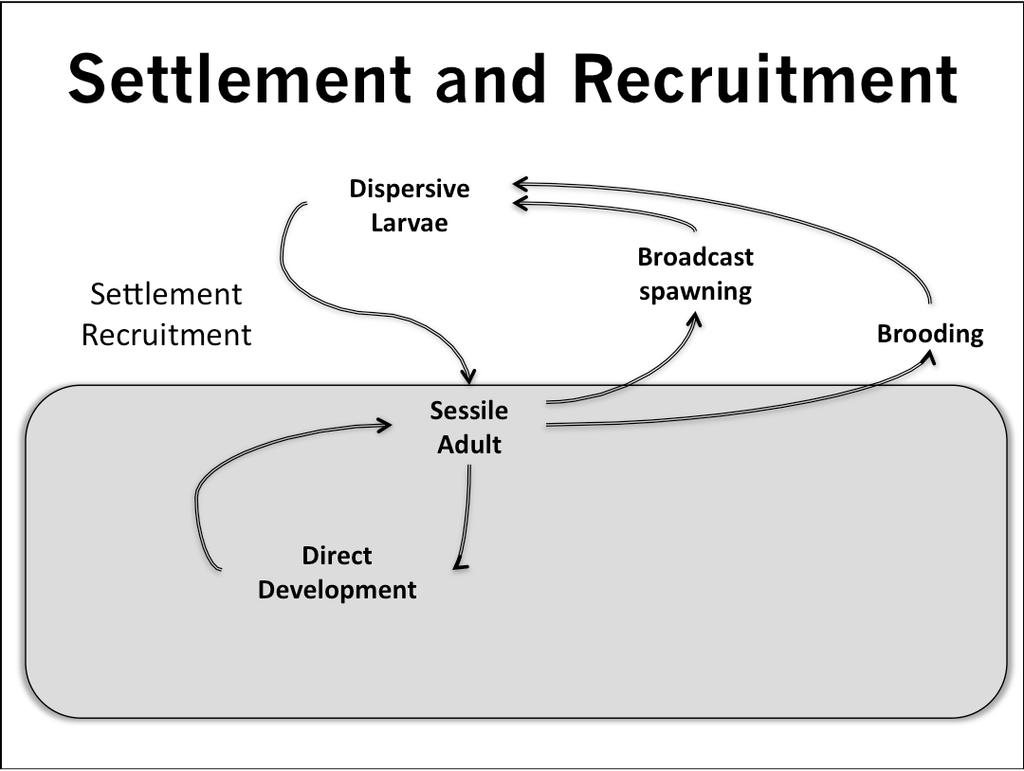 Settlement and Recruitment Settlement/ Recruitment?