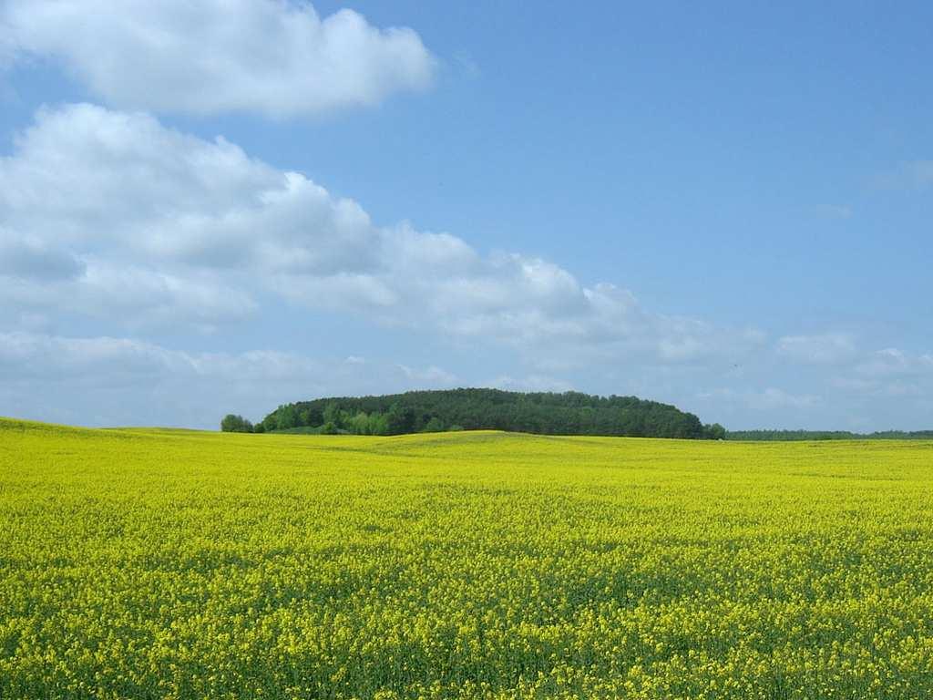 determination of pesticides in rapeseed oil