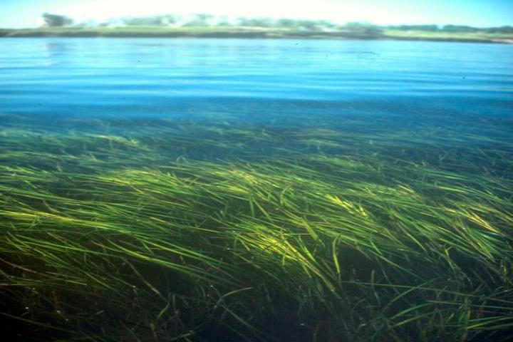 Reviewers Suggestions Incorporate measures of physical habitat (eelgrass, oyster