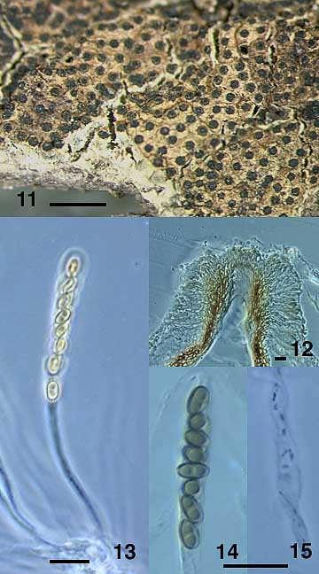 236 Huhndorf and Miller. A new Camarops and phylogeny of Boliniaceae. North American Fungi 3(7): 231-239 brown, 4.8-5.3 x 2.5-3.5 µm, with inconspicuous pore at one end. Material examined.