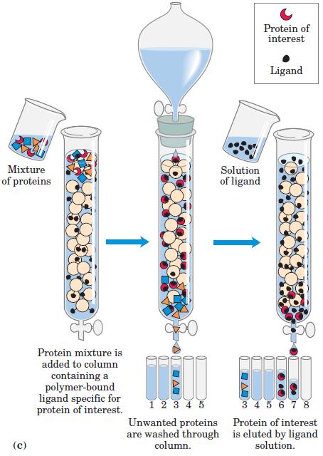 in the beads and hence take a more direct route through the column. The smaller proteins enter the pores and are slowed by their more labyrinthine path through the column.
