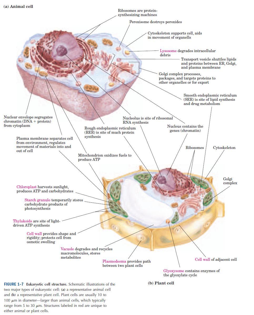 Eukaryotic Cell Structure 7