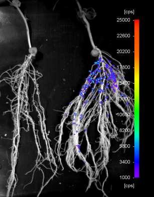 Glowing bacteria light up nodules nifh::luxcdabe fusion in pea/bean