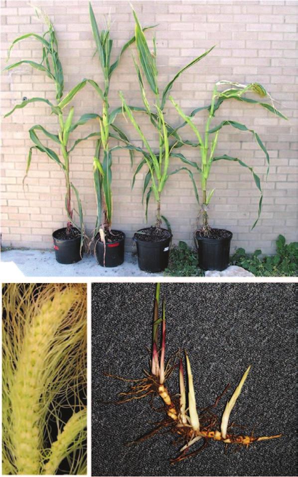 Fig. 2. Examples of JA-related phenotypes that are unique to panicoid grasses. Upper panel: ear shoot elongation phenotype in maize opr7 opr8 (as described in Yan et al.