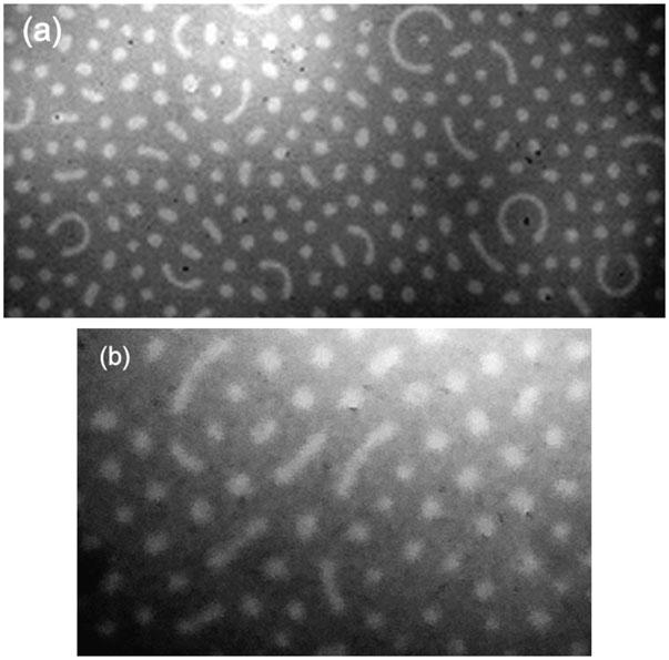 Fig. 3 Stationary Turing patterns in the BZ-AOT system at (a) 25 1C and (b) 15 1C. Black corresponds to a high concentration of Ru(bpy) 2+ 3, white to a low concentration. [MA] 0 = 0.