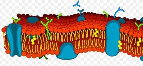 Animal Cell Structures Slide 39 / 116 Animal Cell Structure: Cell Membrane Slide 40 / 116