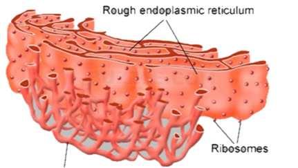 Animal Cell Structure: Endoplasmic Reticulum The ER is the