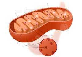 Animal Cell Structures: Mitochondria Mitochondria are the sites of chemical reactions that power the cell.