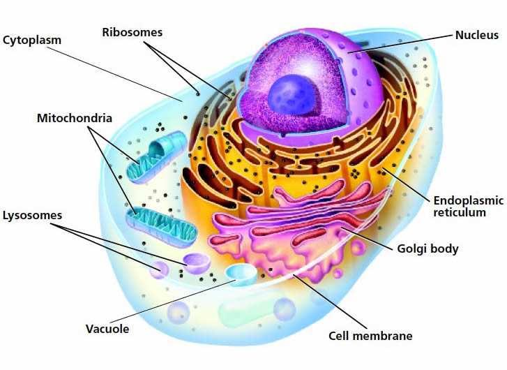 Slide 52 / 116 A lysosome B vacuole C nucleus D endoplasmic reticulum 17 The cell structure that contains