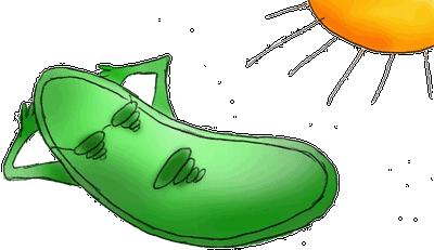 Plant Cell Structures: Chloroplasts Slide 58 / 116 Chloroplasts obtain energy directly from sunlight and use it to make energy molecules/food.