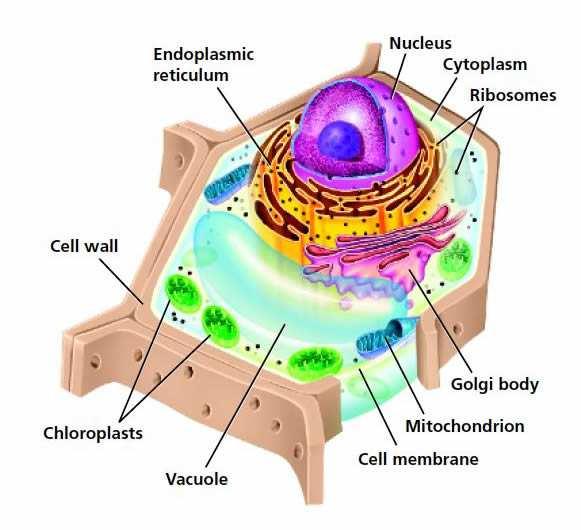 INQUIRE: How does a cell compare to a baseball stadium or