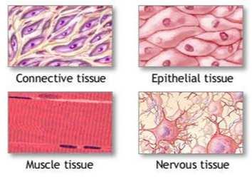 4 types of human tissue Plant tissue Connective Tissue Slide 73 /
