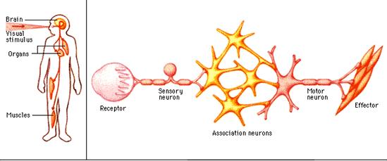 Other sensory receptors include: Sensory Receptors Slide 110 / 116 Hunger Receptors-allows a person to sense when the body needs food Stretch Receptors- sense the dilation of blood vessels and are