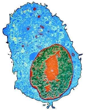 Cells can be classified as prokaryotic or eukaryotic.