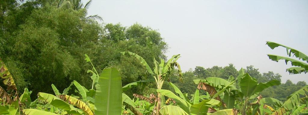 PERFORMANCE OF BANANA PLANT