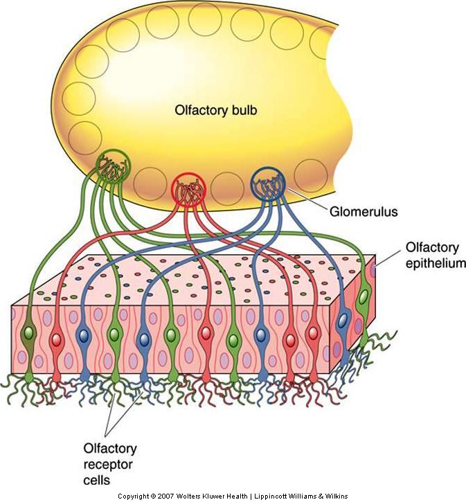 Specific mapping of olfactory